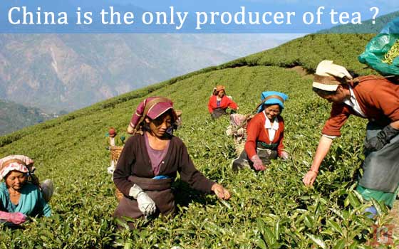 China-is-the-only-producer-of-tea