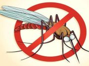 home remedies to treat malaria