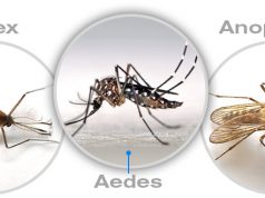 TYPES OF MOSQUITOES