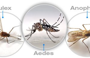 TYPES OF MOSQUITOES