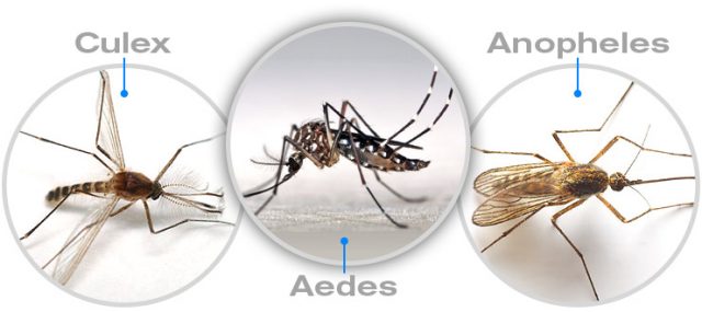 TYPES OF MOSQUITOES