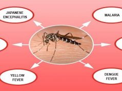 Mosquito Borne Diseases Symptoms, Prevention and Treatment