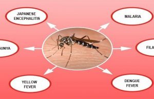 Mosquito Borne Diseases Symptoms, Prevention and Treatment