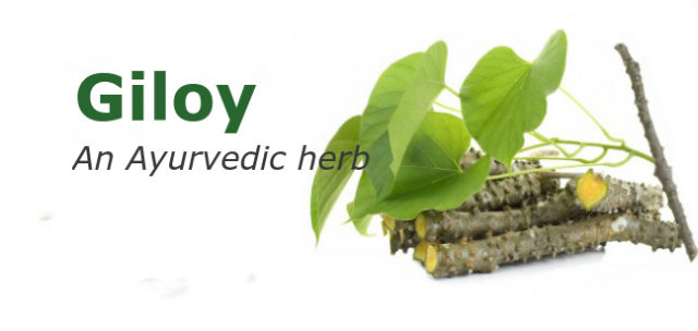 Giloy an ayurvedic herb