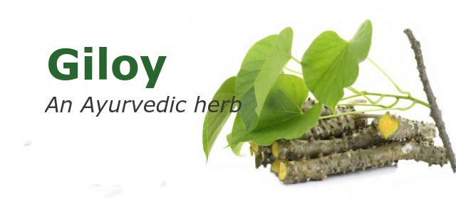 Giloy an ayurvedic herb